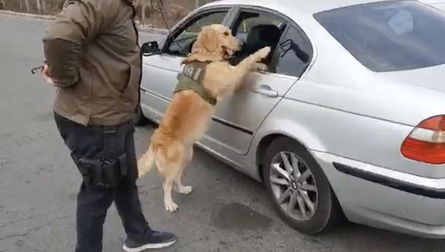 Alerta de perro policial permite detectar más de cuatro kilos de marihuana en La Ligua