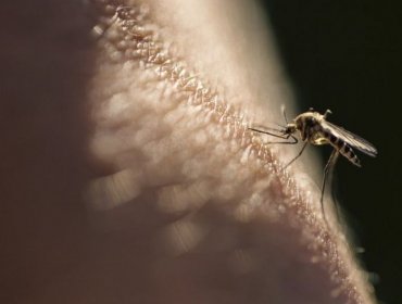 La prometedora vacuna que demostró por primera vez una alta eficacia para combatir la malaria