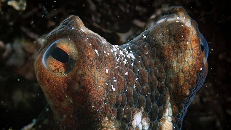 «Mi Maestro el Pulpo»: Cinco características fascinantes de los pulpos que muestra el documental ganador del Oscar