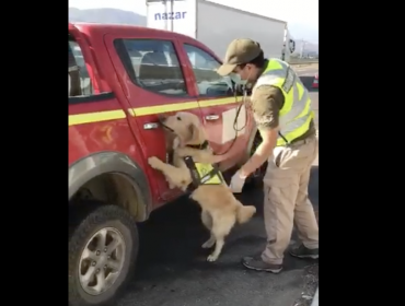 Olfato de perro policial permite detectar 8 kilos de marihuana en una camioneta en Nogales