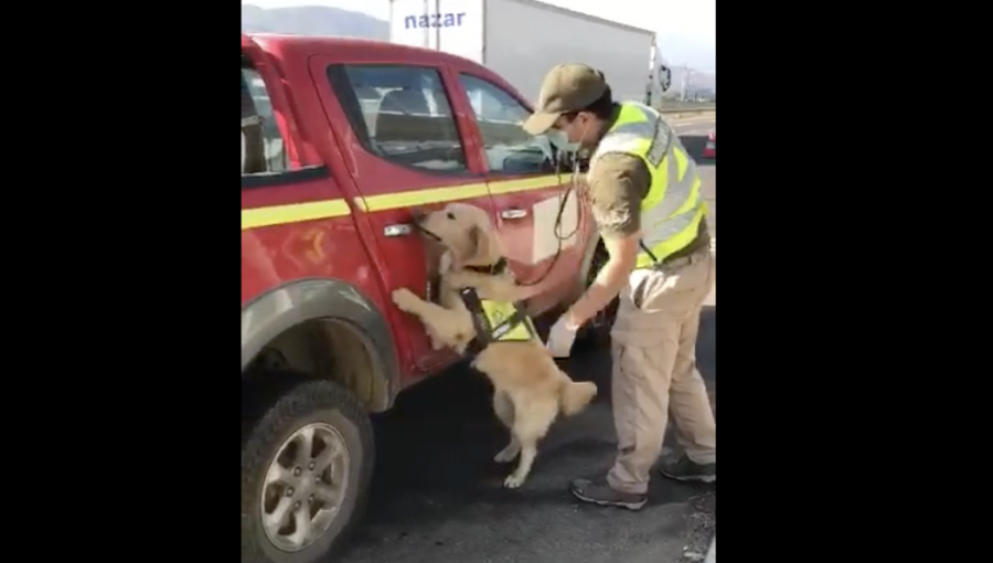 Olfato de perro policial permite detectar 8 kilos de marihuana en una camioneta en Nogales