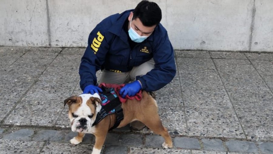 Mascota robada en violento robo a casa de Quilpué fue recuperado en Valparaíso