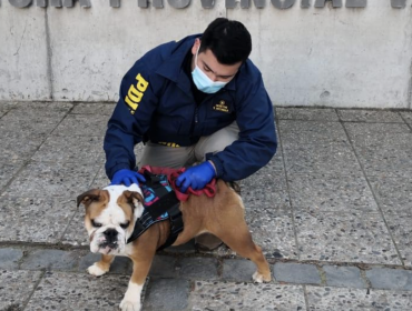 Mascota robada en violento robo a casa de Quilpué fue recuperado en Valparaíso