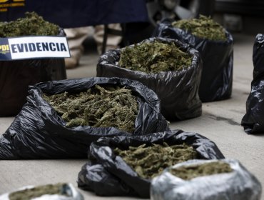 PDI incautó en Los Vilos más de 144 kilos de marihuana: La escondían en un cerro