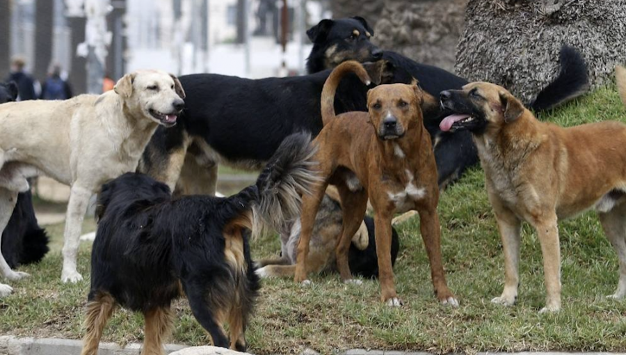 Presentan oficio ante el SAG por macabro caso de envenenamiento de perros y aves en Putaendo