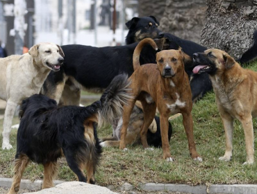 Presentan oficio ante el SAG por macabro caso de envenenamiento de perros y aves en Putaendo