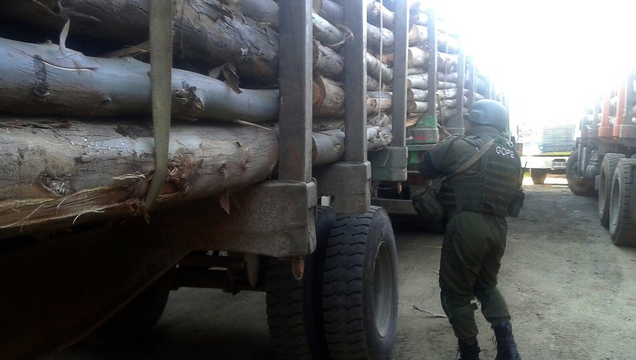 Siete camiones incautados y sus conductores detenidos deja procedimiento por robo de madera en Los Álamos