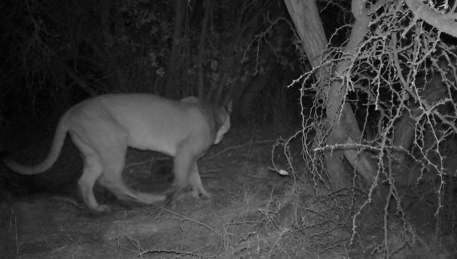 Conaf realiza inédito hallazgo de un puma en la Reserva Nacional Lago Peñuelas