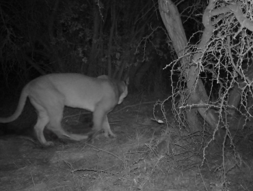 Conaf realiza inédito hallazgo de un puma en la Reserva Nacional Lago Peñuelas