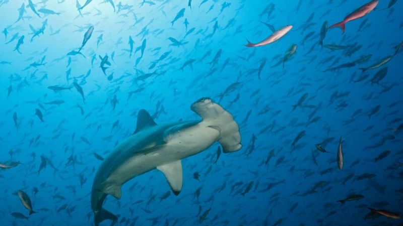 Colapsa el Arco de Darwin, uno de los principales atractivos naturales de las islas Galápagos de Ecuador