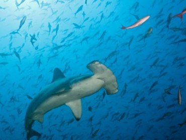 Colapsa el Arco de Darwin, uno de los principales atractivos naturales de las islas Galápagos de Ecuador