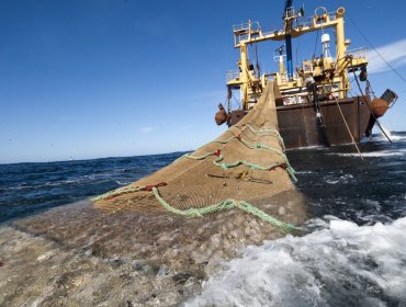 Cámara de Diputados rechaza proyecto que buscaba prohibir la pesca de arrastre de la merluza común