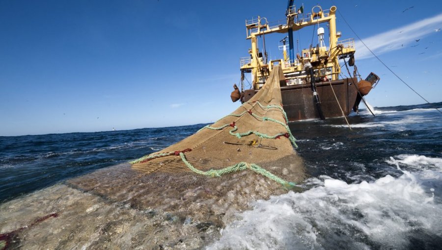 Cámara de Diputados rechaza proyecto que buscaba prohibir la pesca de arrastre de la merluza común