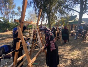 15 tejedoras de Villa Alemana serán parte de la confección del telar mapuche más grande del mundo para alcanzar los Récords Guinness