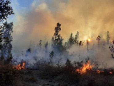 Tres hectáreas ha consumido el incendio forestal al interior de la Reserva Nacional Lago Peñuelas