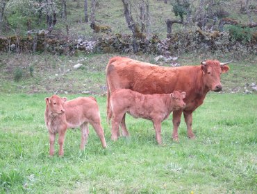 Gobierno argentino inhabilitó a 12 empresas exportadoras de carne por realizar movimientos especulativos en el mercado