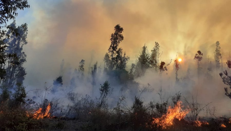 Tres hectáreas ha consumido el incendio forestal al interior de la Reserva Nacional Lago Peñuelas