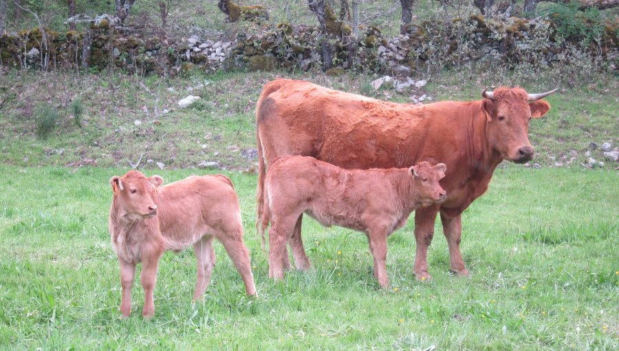 Gobierno argentino inhabilitó a 12 empresas exportadoras de carne por realizar movimientos especulativos en el mercado