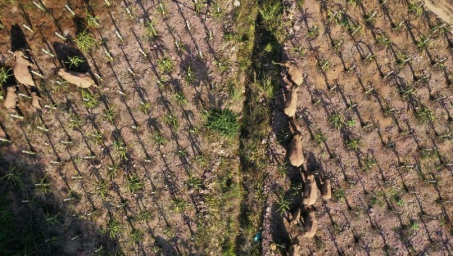 La manada de elefantes que ha recorrido más de 500 kilómetros y que tiene desconcertados a los científicos en China