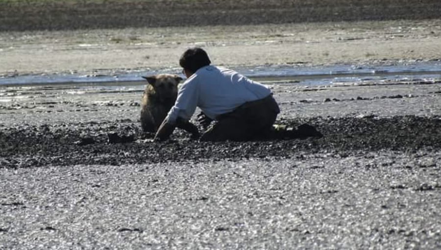 Brigadista de Conaf contó cómo salvó a perrita atrapada en el fango y rodeada de jotes en Valparaíso