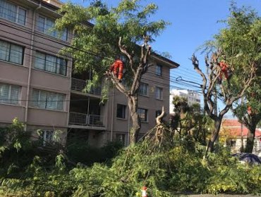 Más de 9 mil árboles serán intervenidos en diversos sectores de Viña del Mar