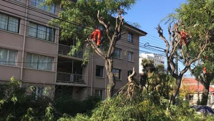 Más de 9 mil árboles serán intervenidos en diversos sectores de Viña del Mar