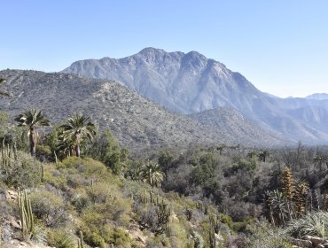 Conaf reabrió el sector Palmas de Ocoa del Parque Nacional La Campana en Hijuelas