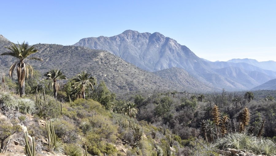 Conaf reabrió el sector Palmas de Ocoa del Parque Nacional La Campana en Hijuelas