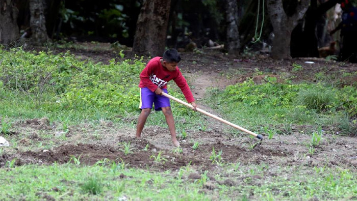 La ONU alerta que la pandemia puede revertir la disminución del trabajo infantil en Latinoamérica