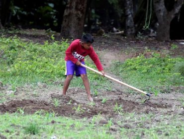 La ONU alerta que la pandemia puede revertir la disminución del trabajo infantil en Latinoamérica