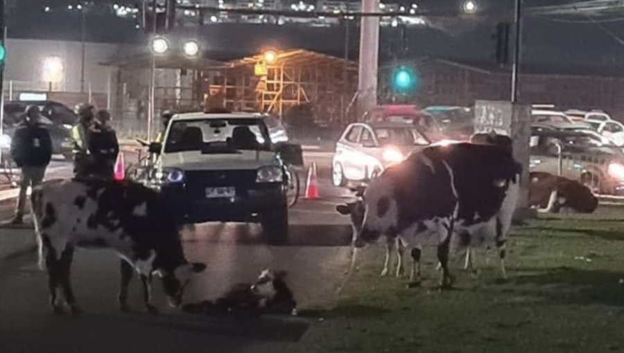 Vaca dio a luz a su ternero en plena calle y obligó a cortar el tránsito en Quilpué