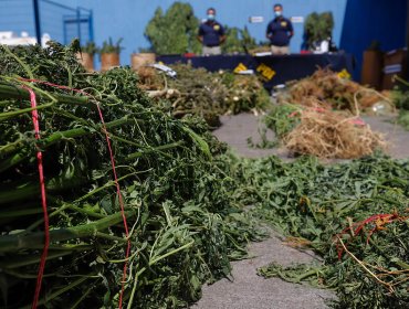 Gobierno se querella contra 49 personas por tráfico de drogas al interior de comunidades mapuche