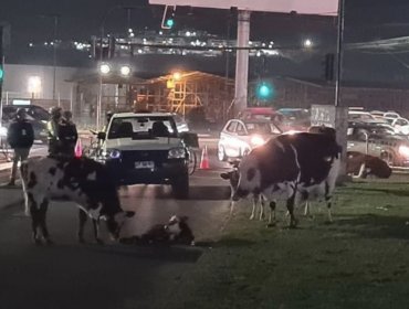 Vaca dio a luz a su ternero en plena calle y obligó a cortar el tránsito en Quilpué