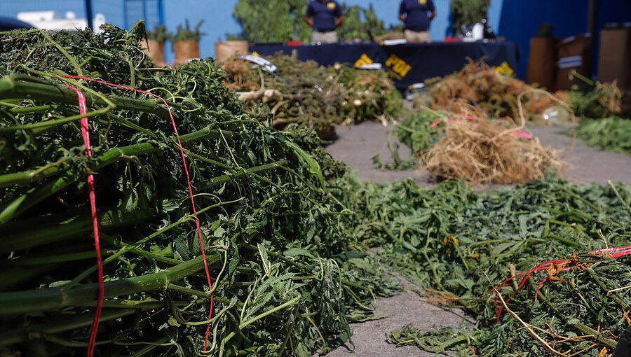 Gobierno se querella contra 49 personas por tráfico de drogas al interior de comunidades mapuche