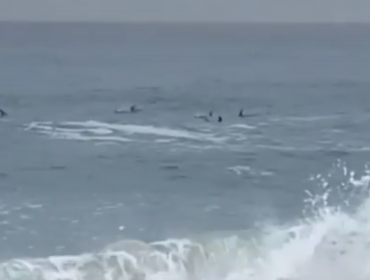 Avistan manada de delfines frente a las costas de Viña del Mar