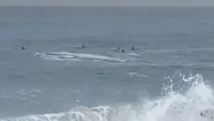 Avistan manada de delfines frente a las costas de Viña del Mar