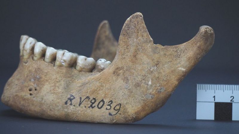 Hallan evidencia de un nuevo "paciente cero" de la peste negra de hace más de 5.000 años
