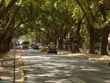 Av. Urmeneta de Limache podría convertirse en primera zona de arboleda reconocida por su valor patrimonial