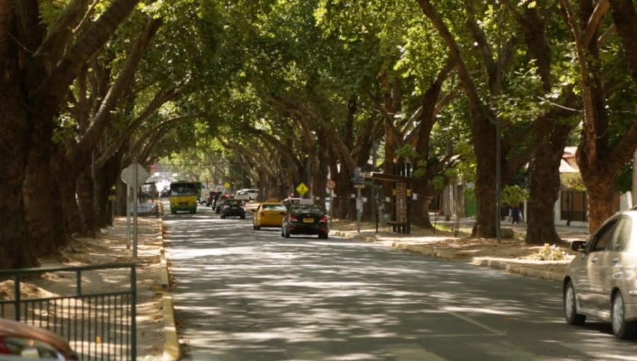 Av. Urmeneta de Limache podría convertirse en primera zona de arboleda reconocida por su valor patrimonial