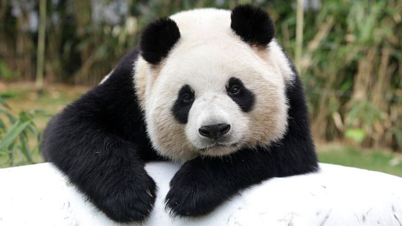 China anuncia que el panda gigante deja de estar en peligro de extinción