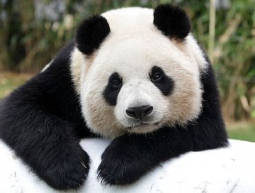 China anuncia que el panda gigante deja de estar en peligro de extinción