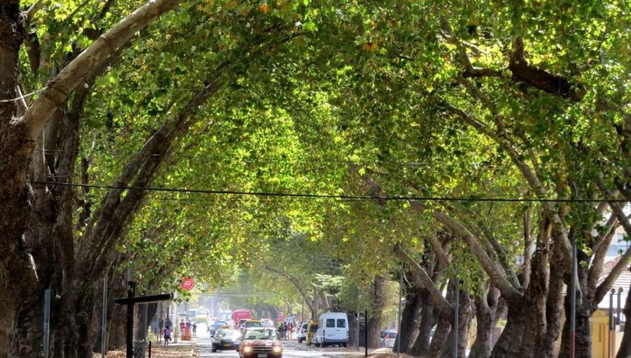 Algarrobo, Limache y Panquehue avanzarán a Fase 3 de «Preparación» desde este jueves 15