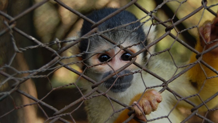 Iniciativa ciudadana plantea convertir el Zoológico de Quilpué en un Santuario de Animales: Alcaldesa Melipillán apoya la idea