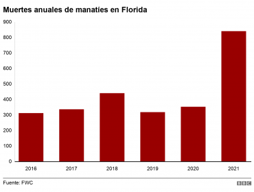 Por qué cientos de manatíes están muriendo en las costas del estado de Florida en EE.UU.
