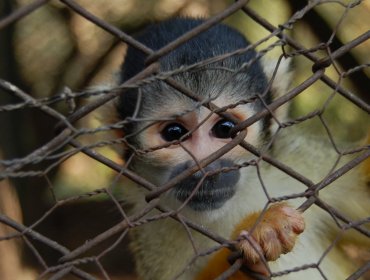 Iniciativa ciudadana plantea convertir el Zoológico de Quilpué en un Santuario de Animales: Alcaldesa Melipillán apoya la idea