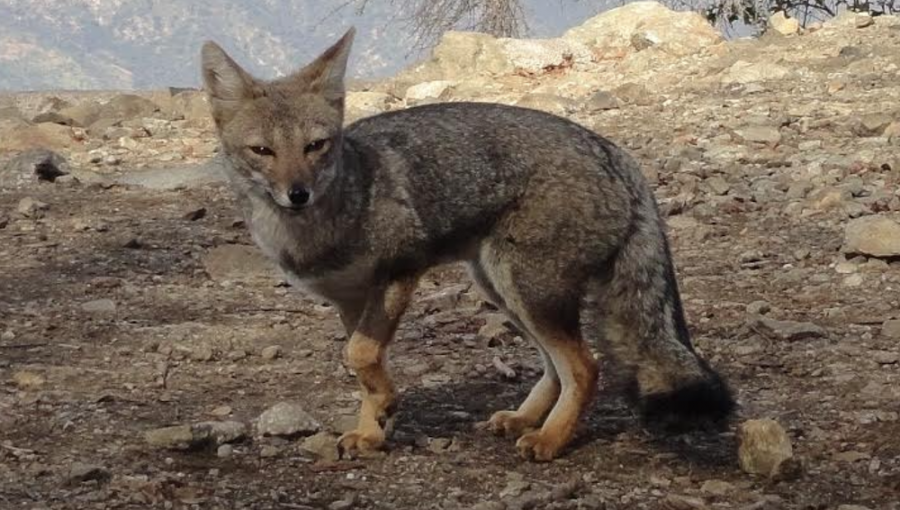 Zorro que fue atropellado en Puchuncaví fue rehabilitado y liberado en el parque La Campana