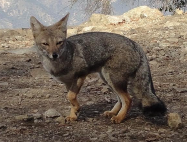 Zorro que fue atropellado en Puchuncaví fue rehabilitado y liberado en el parque La Campana