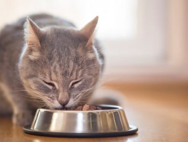 Sernac exigirá compensaciones para dueños de mascotas afectadas por alimentos Champion Cat "Gatitos" y "Adulto seco"
