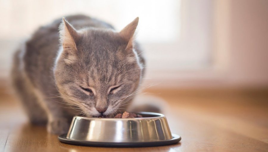 Sernac exigirá compensaciones para dueños de mascotas afectadas por alimentos Champion Cat "Gatitos" y "Adulto seco"