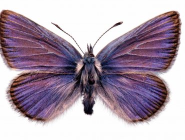 El ADN de una mariposa de 93 años confirma el primer caso en EE.UU de extinción de un insecto provocada por el hombre